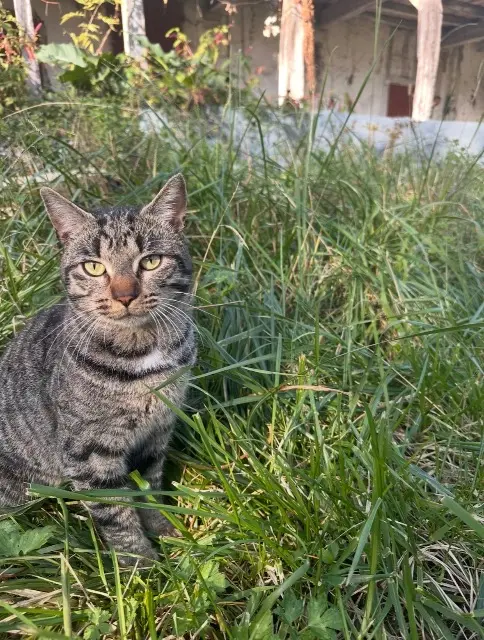 chat lost   32460 Le Houga Gus