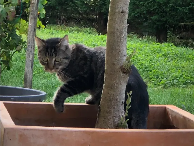 chat lost   32700 Lectoure Hermès