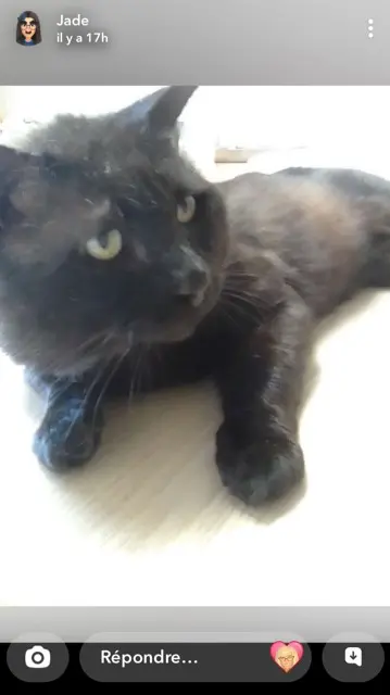chat lost   32000 Auch Leo
