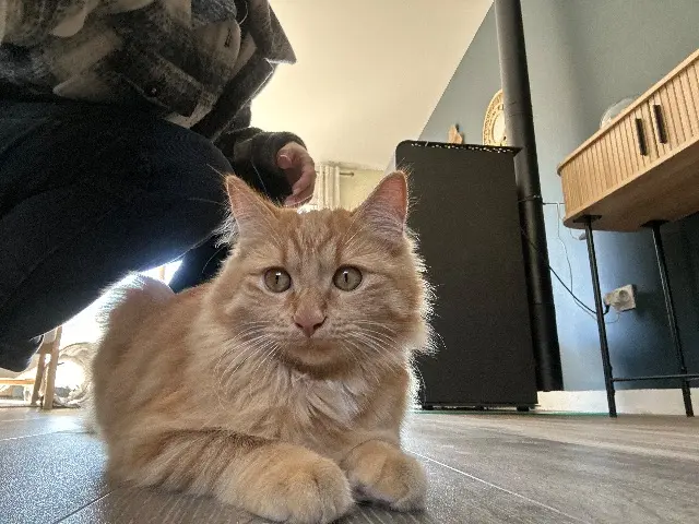 chat lost   32000 Auch Leon