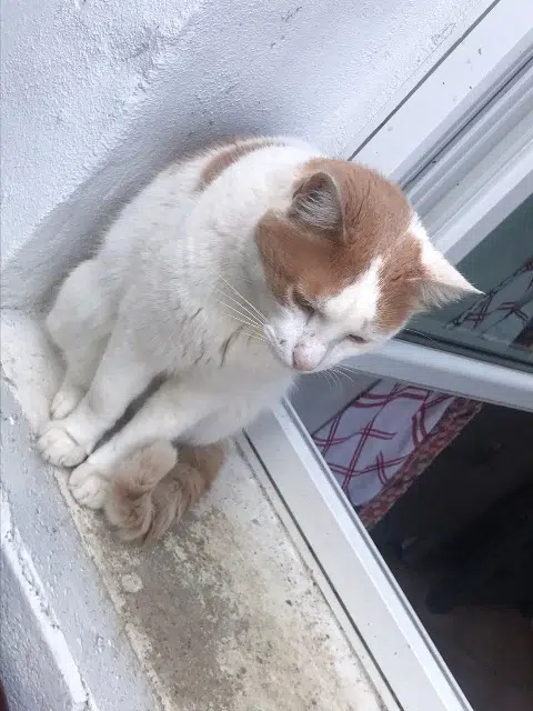 chat lost   32100 Condom Loulou