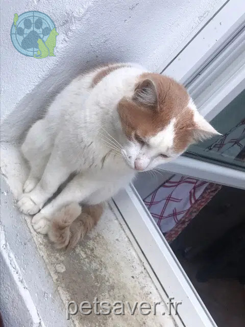 gato perdido 32100 Condom Loulou gato lost 32100 Condom Loulou
