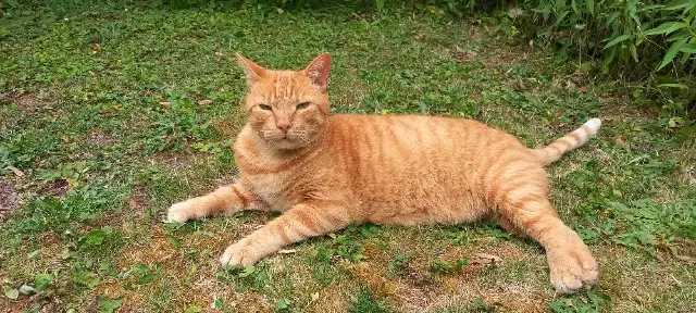 chat lost   32220 Lombez Léo