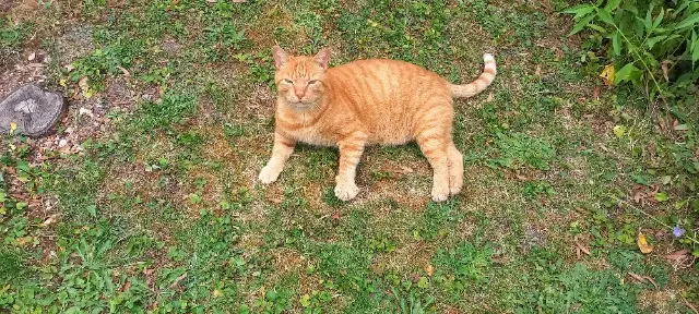 chat lost   32220 Lombez Léo