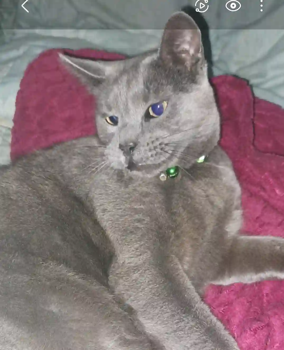 Chat Perdu 32 Gers Chat Perdu 32 Gers