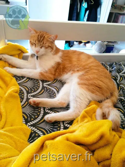 chat lost   32220 Lombez Mimi