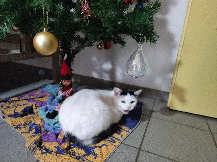Chat Perdu 32 Gers - Oreo Chat Perdu 32 Gers - Oreo