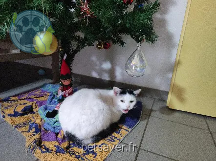 Chat Perdu 32 Gers - Oreo Chat Perdu 32 Gers - Oreo