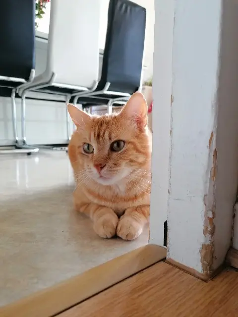 chat lost   32150 Cazaubon Oscar