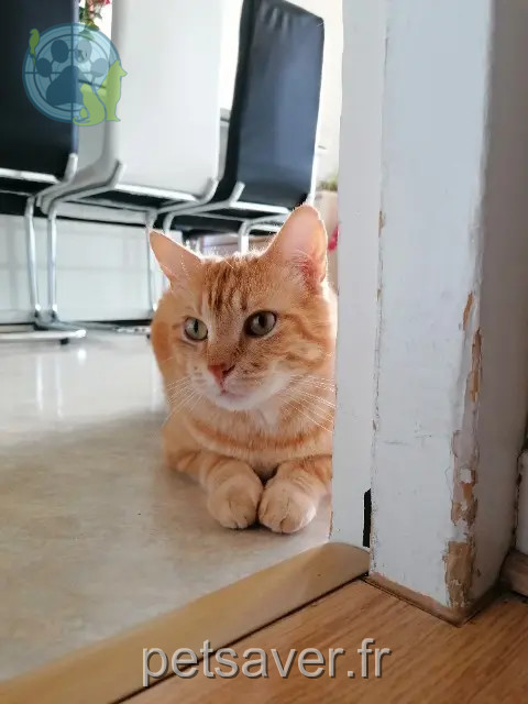 kater vermist 32150 Cazaubon Oscar kater lost 32150 Cazaubon Oscar