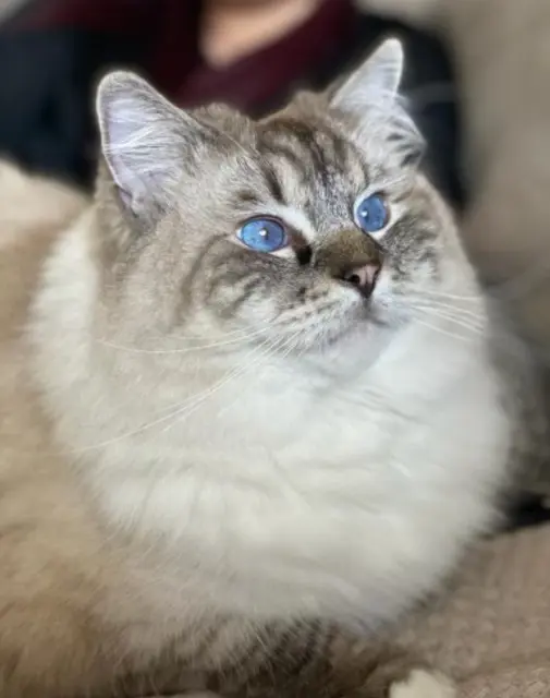 chat lost   32600 L'Isle-Jourdain Pops
