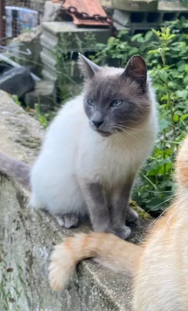 chat lost   32340 Saint-Antoine Rémus