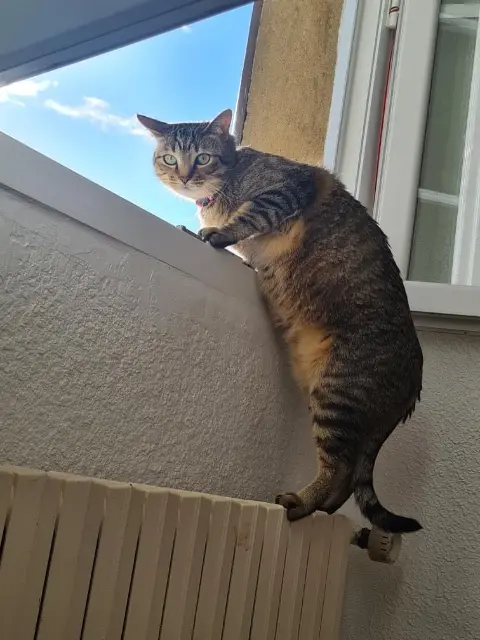 chat lost   32290 Pouydraguin Simba