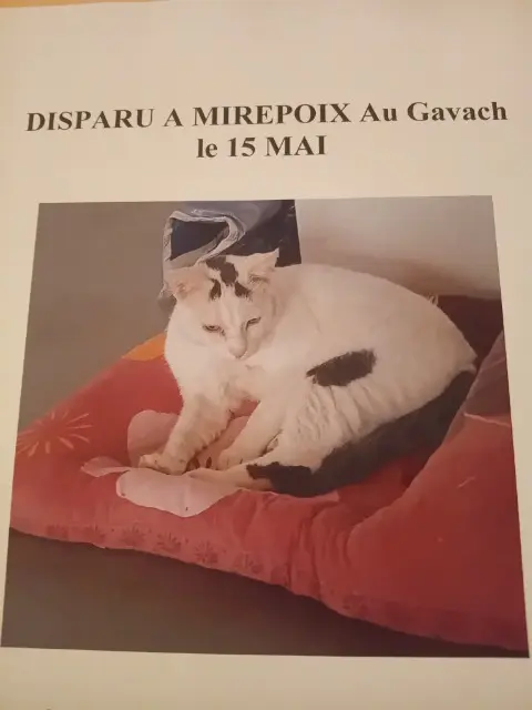 chat lost   32390 Mirepoix Tach