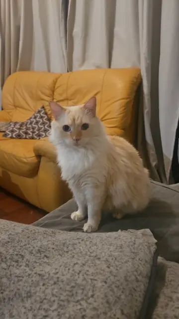 chat lost   32000 Auch Tokki