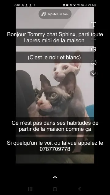 chat lost   32500 Fleurance Tommy