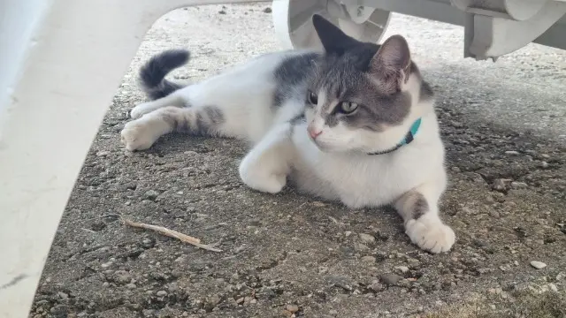 chat lost   32390 Roquefort Tora