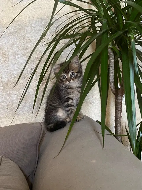chat lost   32310 Valence-sur-Baïse Tsukyo