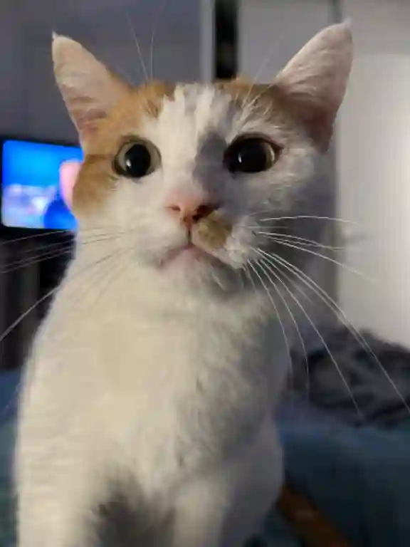 Chat Perdu 32 Gers - Violaine Chat Perdu 32 Gers - Violaine