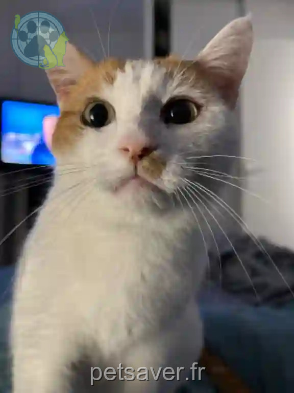 Chat Perdu 32 Gers - Violaine Chat Perdu 32 Gers - Violaine