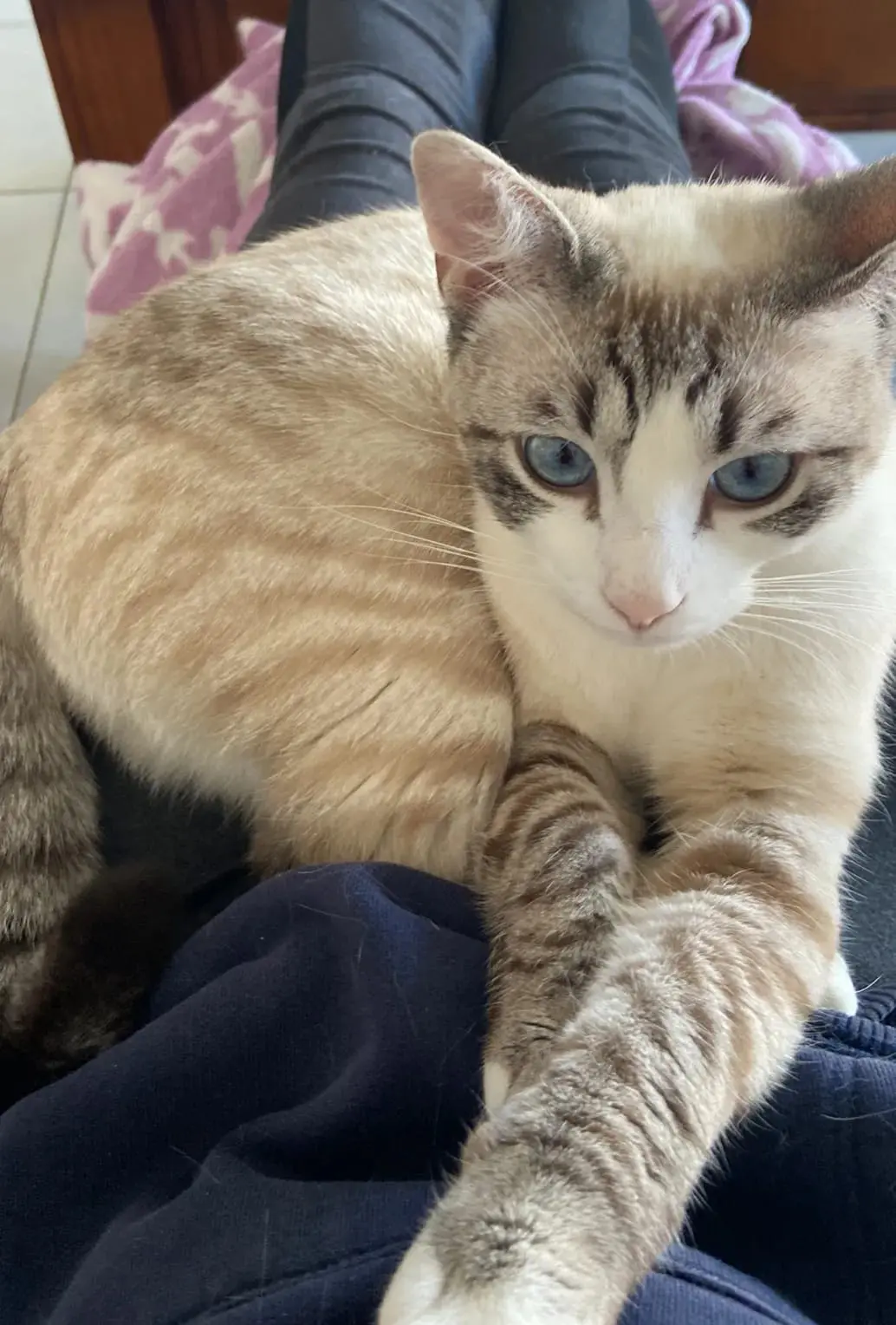 kater vermist Rue du Couqéuou 33320 Eysines kater lost Rue du Couqéuou 33320 Eysines