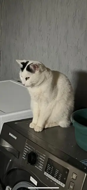 chat lost   33126 Fronsac Albert