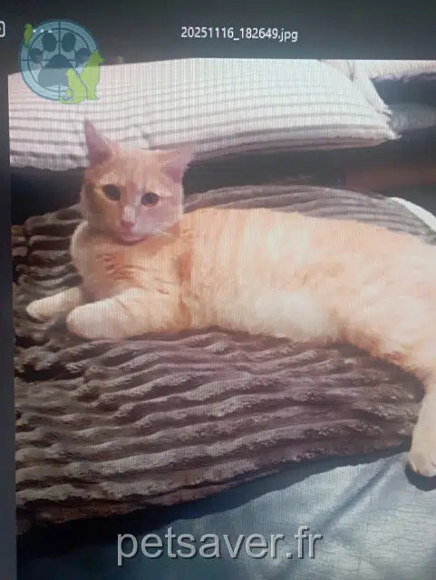 chat lost   33510 Andernos-les-Bains Alf