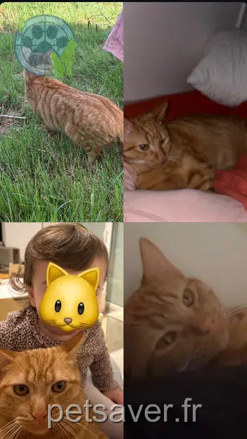 chat lost   33420 Génissac Alvin