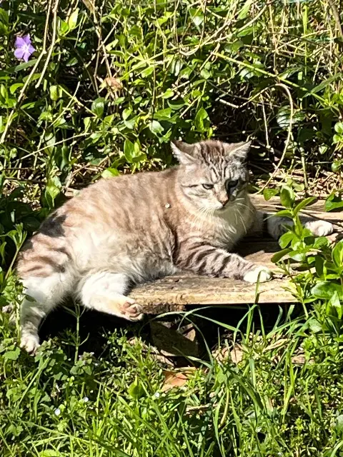 chat lost   33110 Le Bouscat Anatole