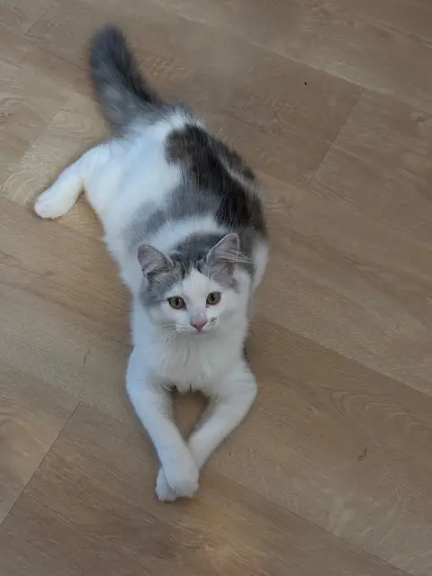 chat lost   33660 Saint-Antoine-sur-l'Isle Arlow