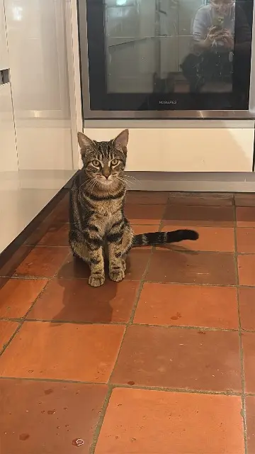 chat lost   33360 Camblanes-et-Meynac Aslan