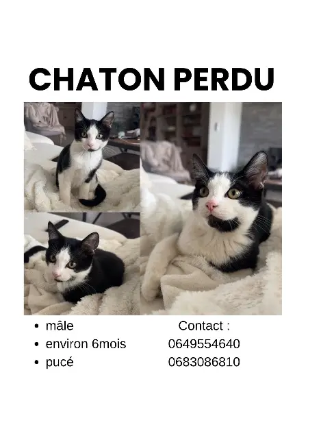 chat lost   33220 Saint-Avit-Saint-Nazaire Athos