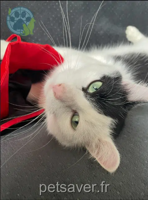 chat lost   33126 Saint-Michel-de-Fronsac Athos