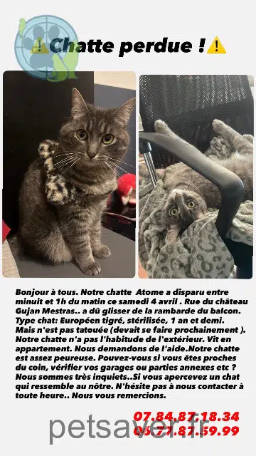 chat lost   33470 Gujan-Mestras Atome