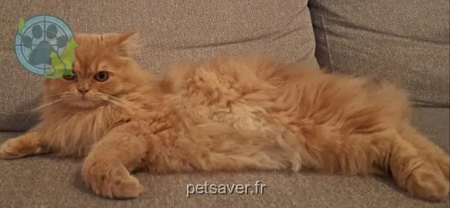 chat lost   33170 Gradignan Axel