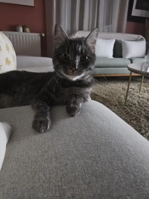 chat lost   33870 Vayres Baloo