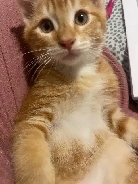 chat lost   33560 Carbon-Blanc Balou