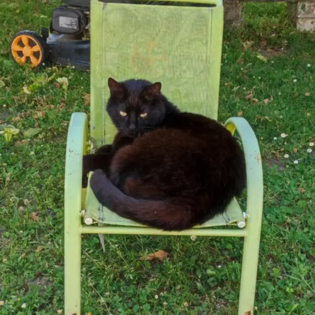chat lost   33870 Vayres Balthazar
