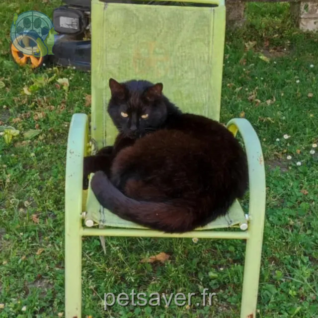 cat lost 33870 Vayres Balthazar cat lost 33870 Vayres Balthazar