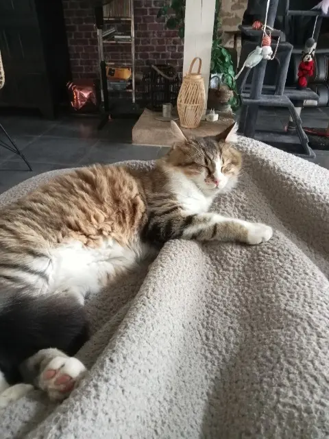 chat lost   33210 Saint-Pierre-de-Mons Bamboo