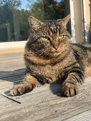 Chat Perdu 33 Gironde - Bambou Chat Perdu 33 Gironde - Bambou