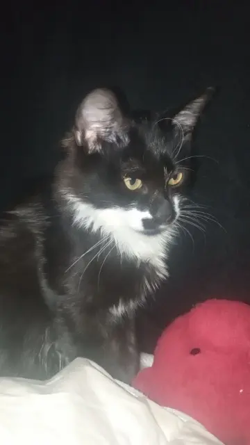 chat lost   33500 Libourne Berlioz