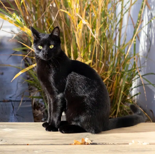 chat lost   33520 Bruges Bobby