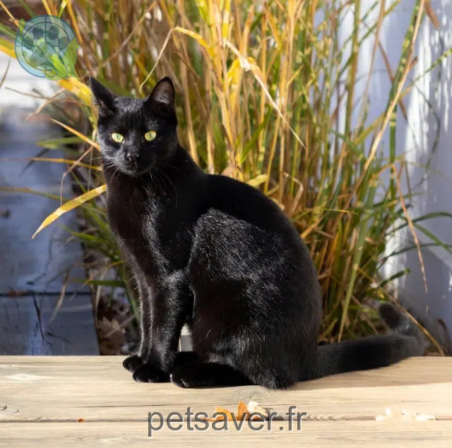gatto perso 33520 Bruges Bobby gatto lost 33520 Bruges Bobby