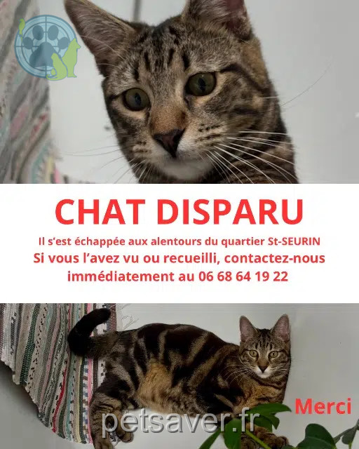chat lost    Bordeaux Azuki