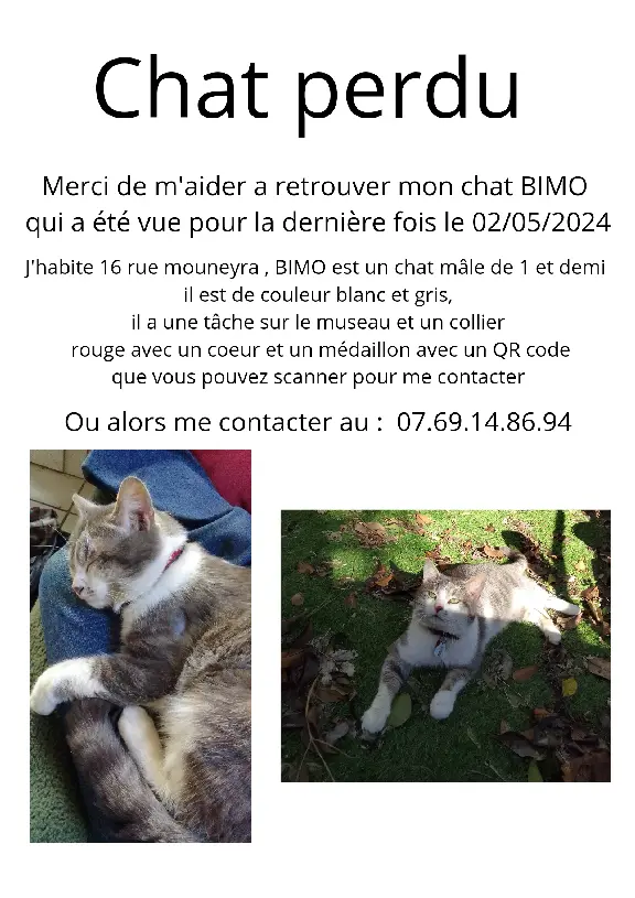 Chat Perdu 33 Gironde Bordeaux - Bimo Chat Perdu 33 Gironde Bordeaux - Bimo