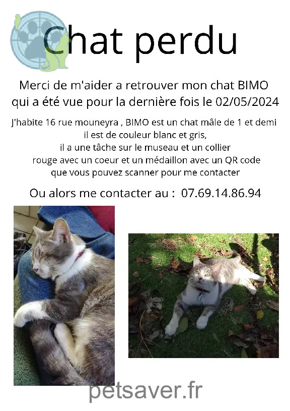 Chat Perdu 33 Gironde Bordeaux - Bimo Chat Perdu 33 Gironde Bordeaux - Bimo