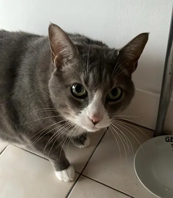 chat lost    Bordeaux Caillou