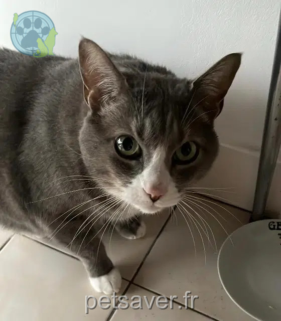 Kater vermisst Bordeaux Caillou Kater lost Bordeaux Caillou