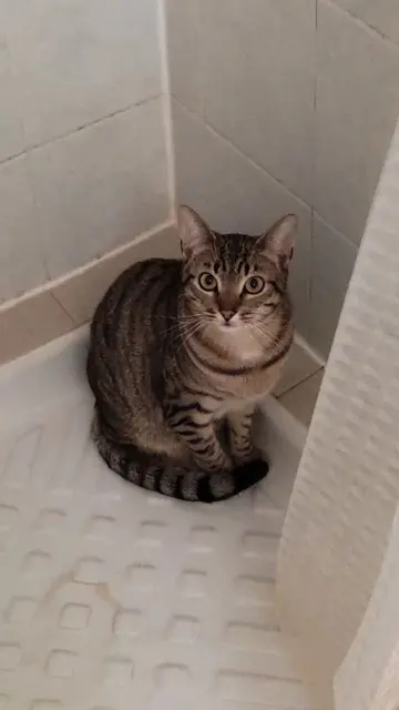 chat lost    Bordeaux Cajou